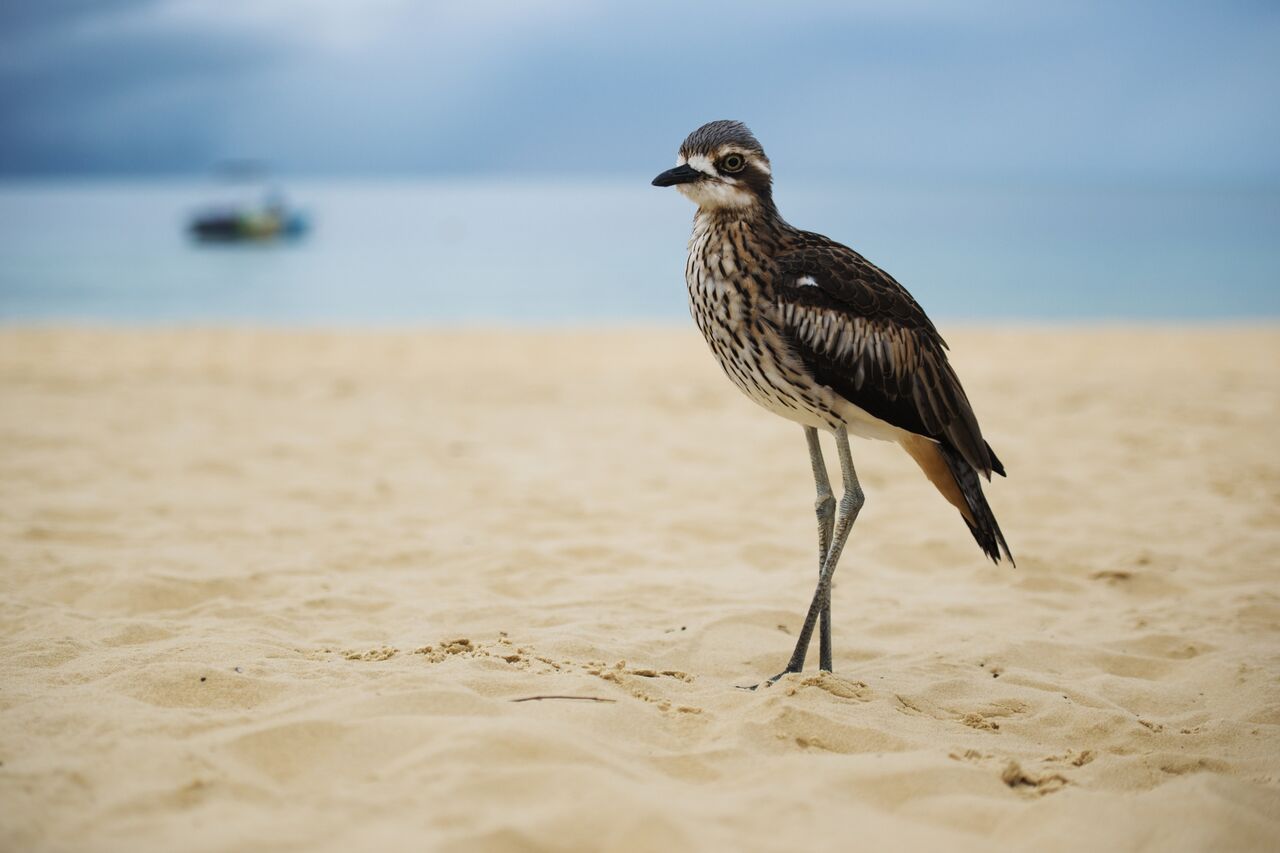 NP SS Bush stone Curlew shutterstock 610063742