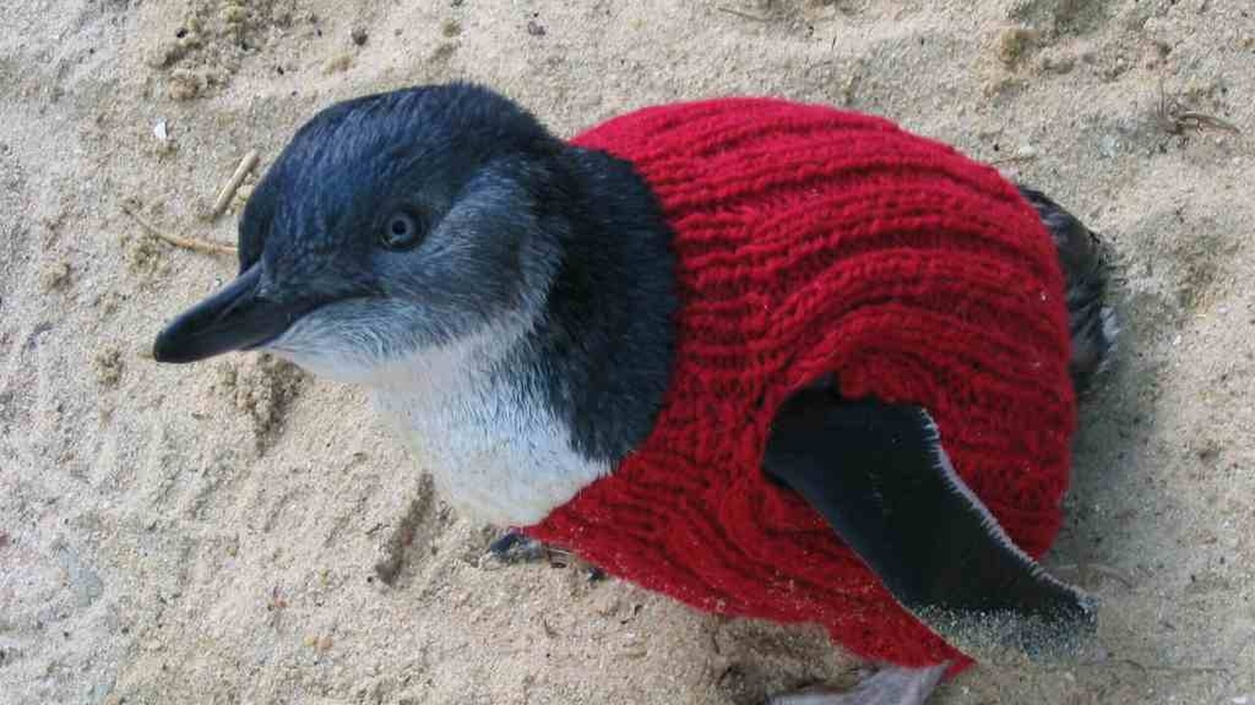 Penguin red jumper