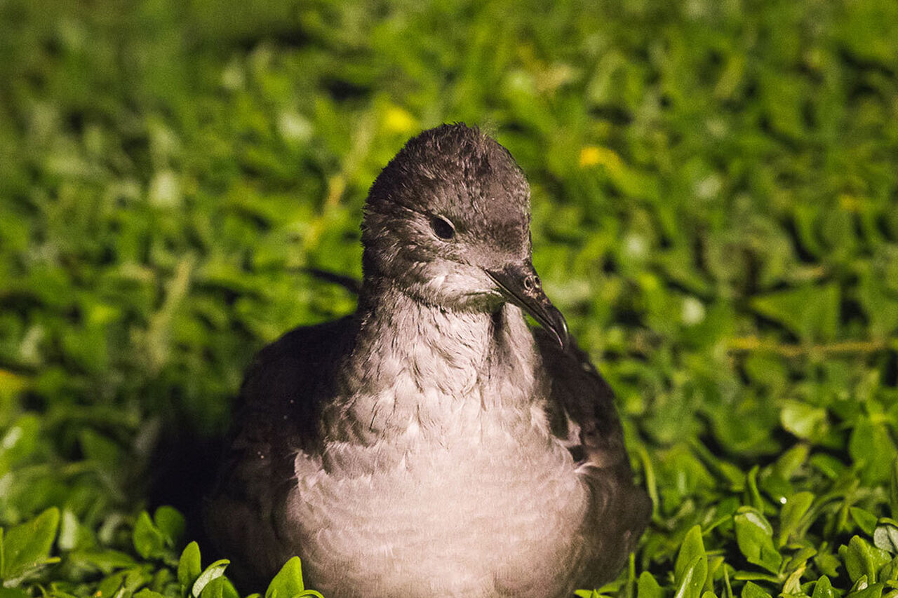 Species - Short-tailed Shearwater - Penguin Foundation - Phillip Island