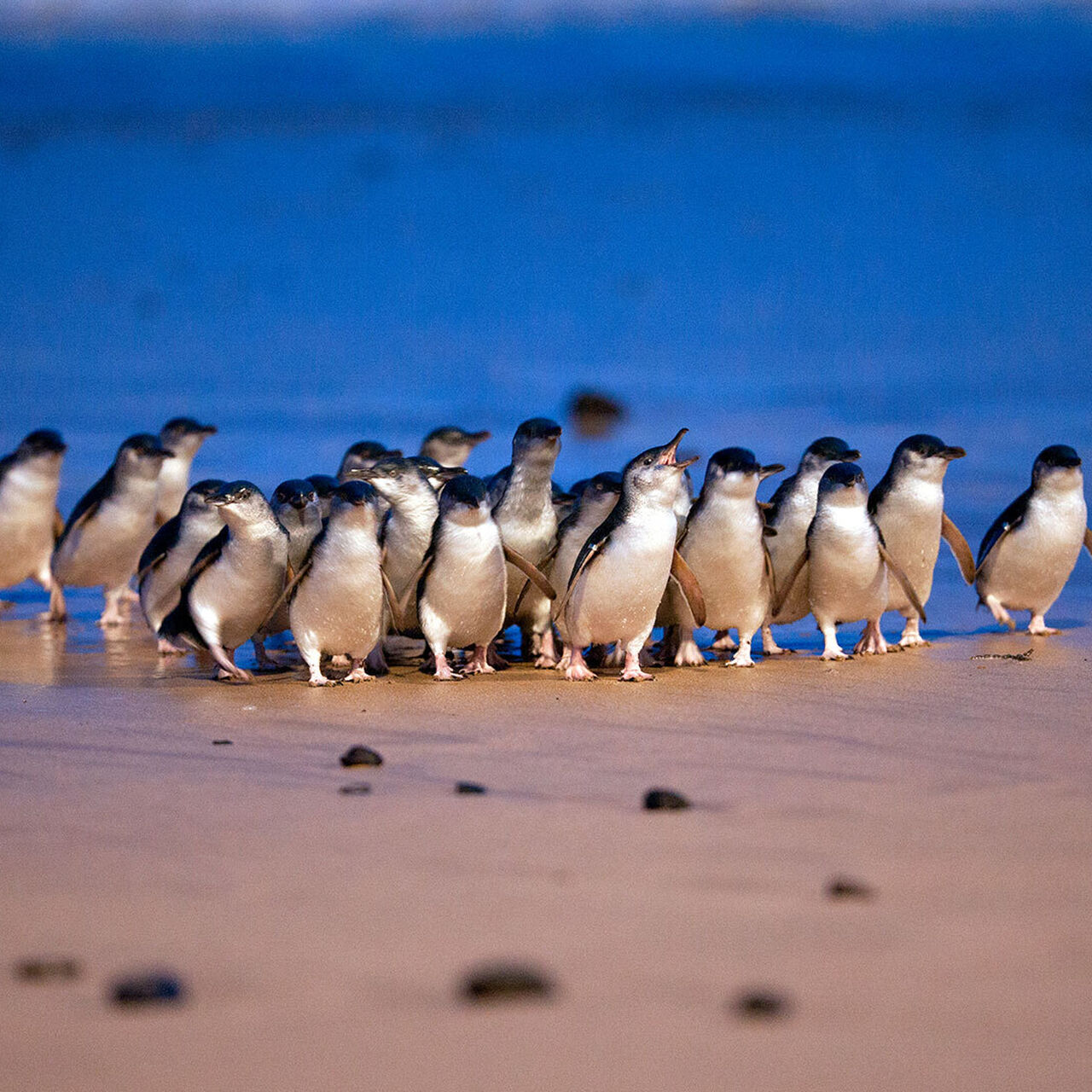 Little Penguins - About Us - Penguin Foundation - Phillip Island