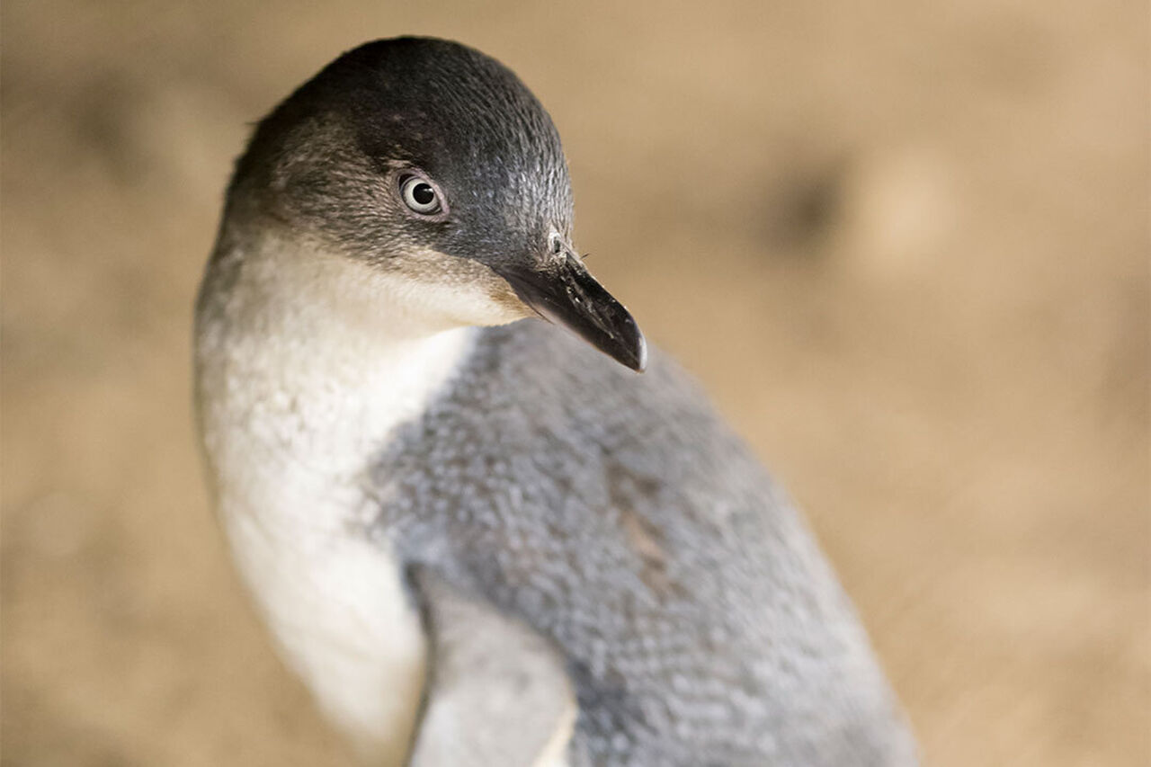 Species - Little Penguin - Penguin Foundation - Phillip Island