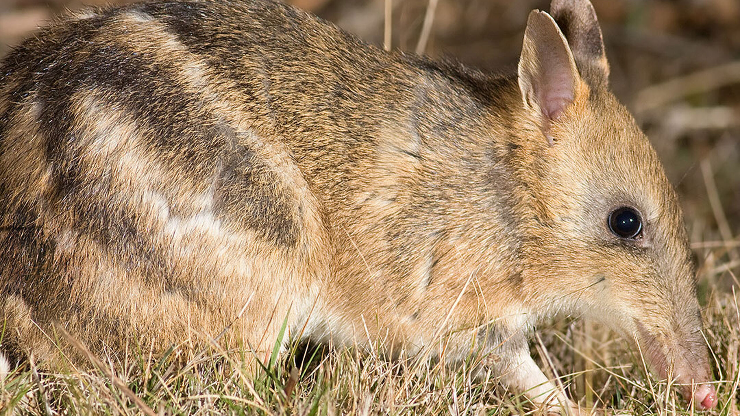 Species - Eastern Barred Bandicoot - Penguin Foundation - Phillip Island