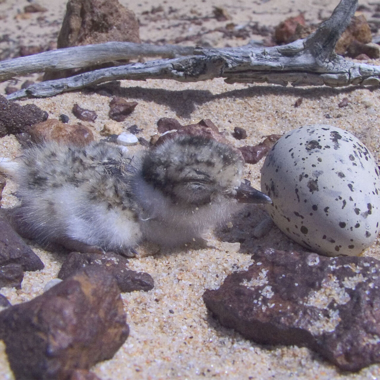Species - Hooded Plover - Penguin Foundation - Phillip Island