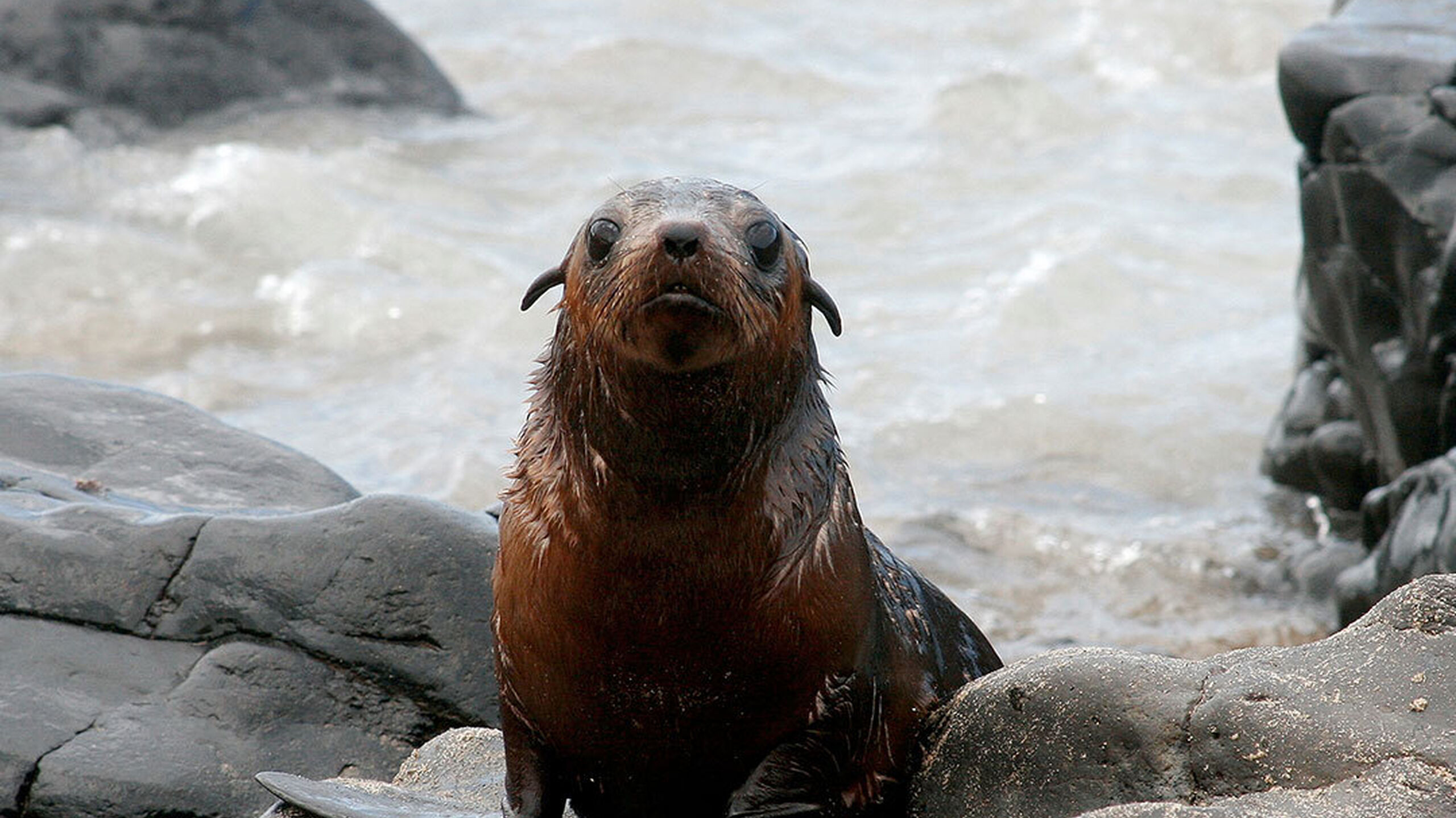 Species - Australian Fur Seal - Penguin Foundation - Phillip Island