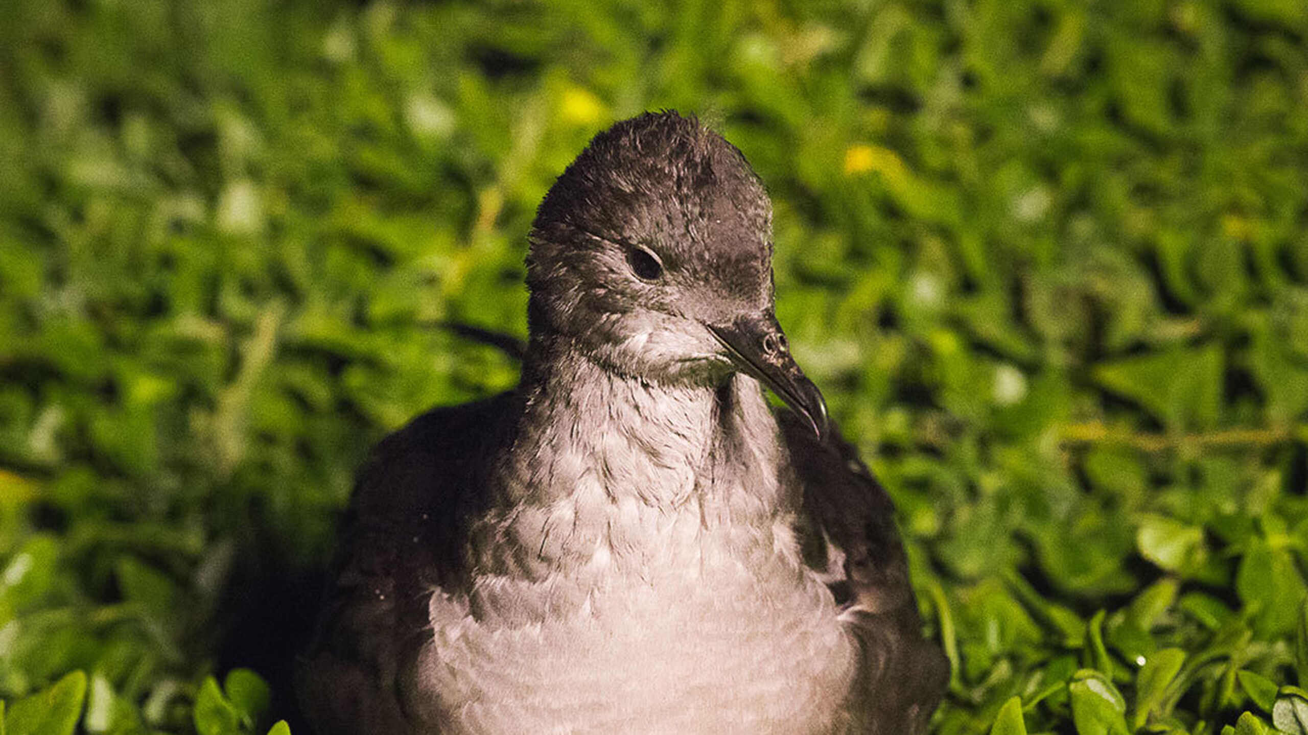 Species - Short-tailed Shearwater - Penguin Foundation - Phillip Island