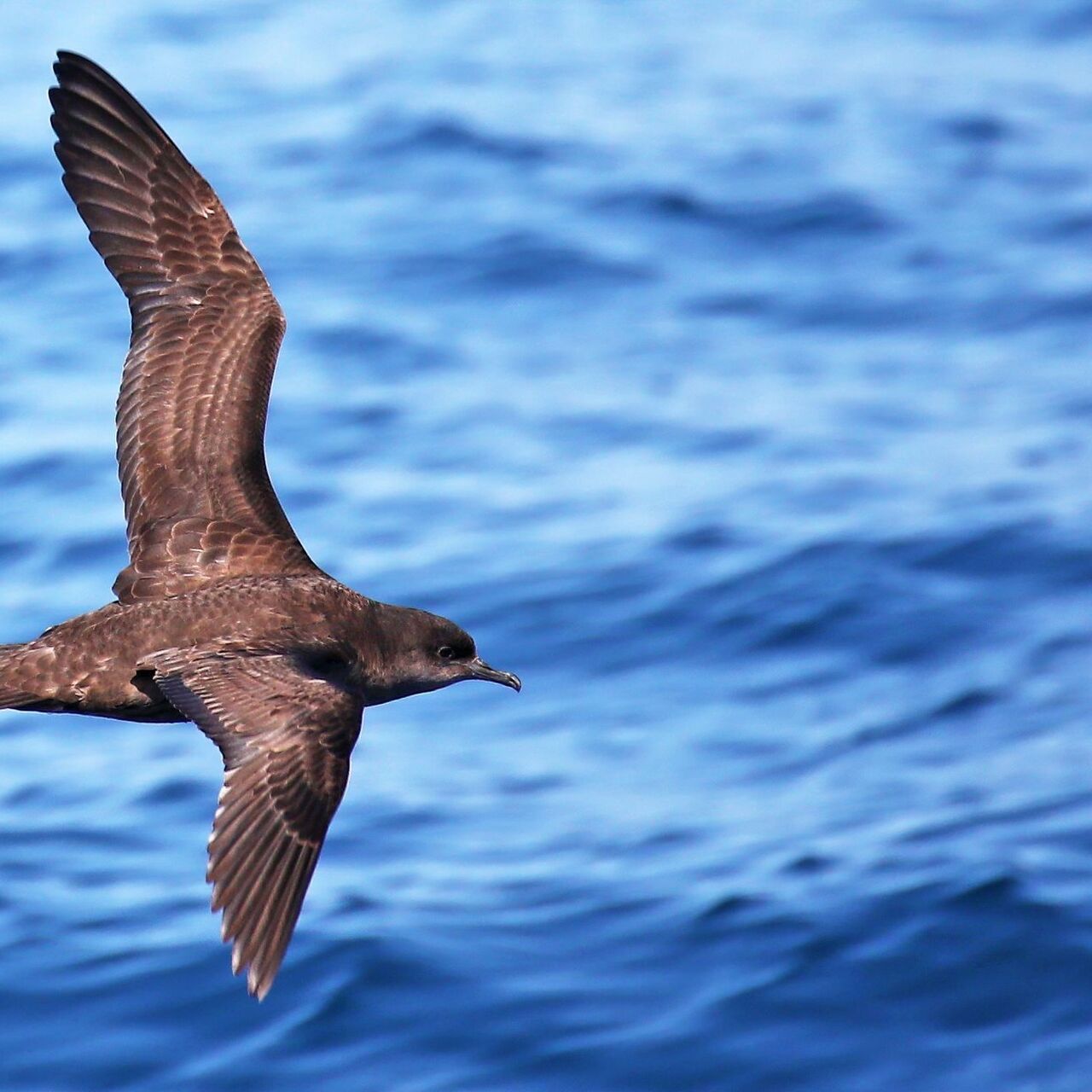 Short tailed shearwater