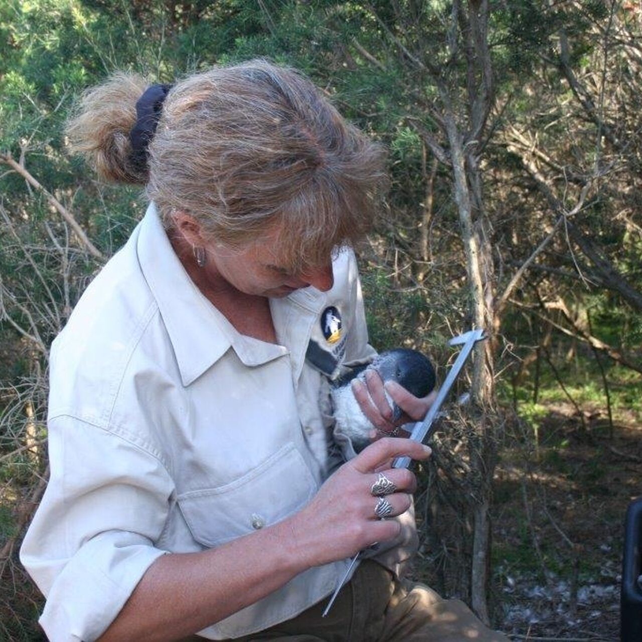 Species - Penguins - Ranger Protectors