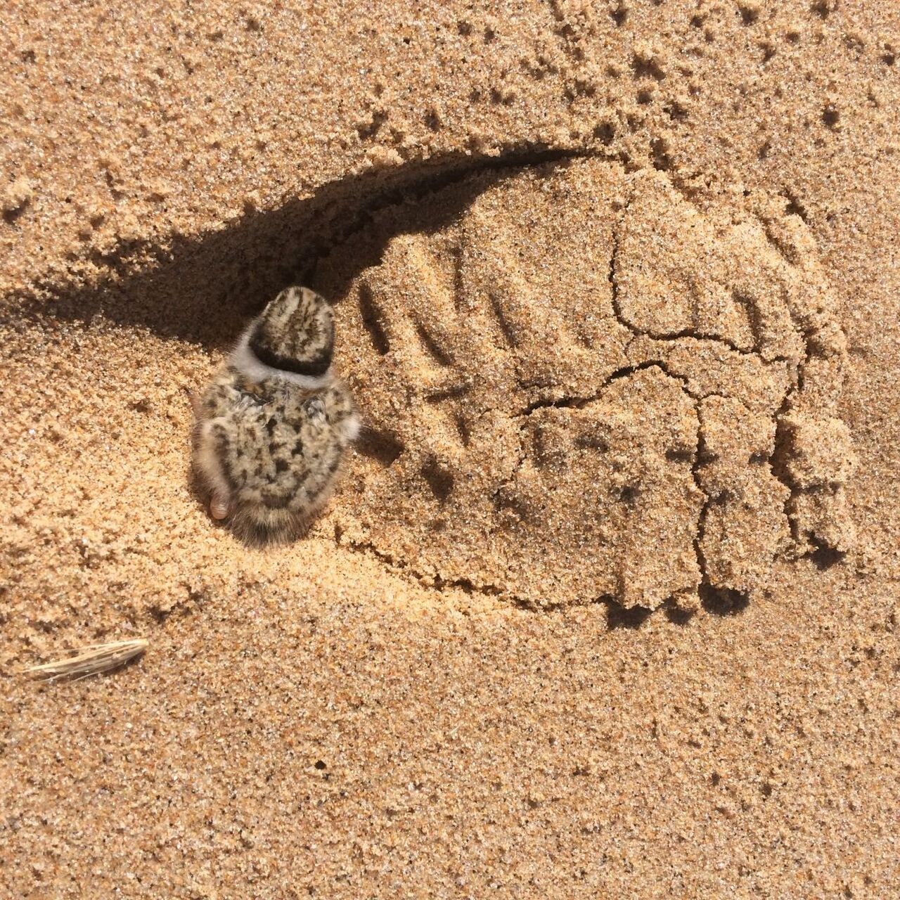 Hooded plover chick in footprint