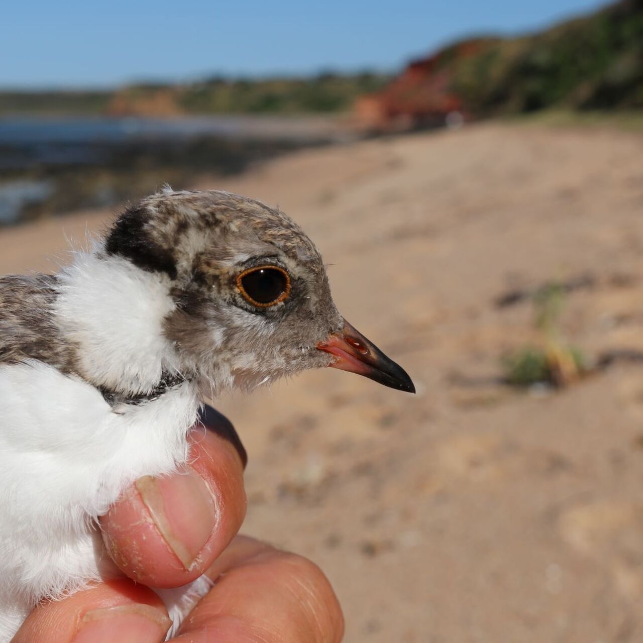 Hooded plover research