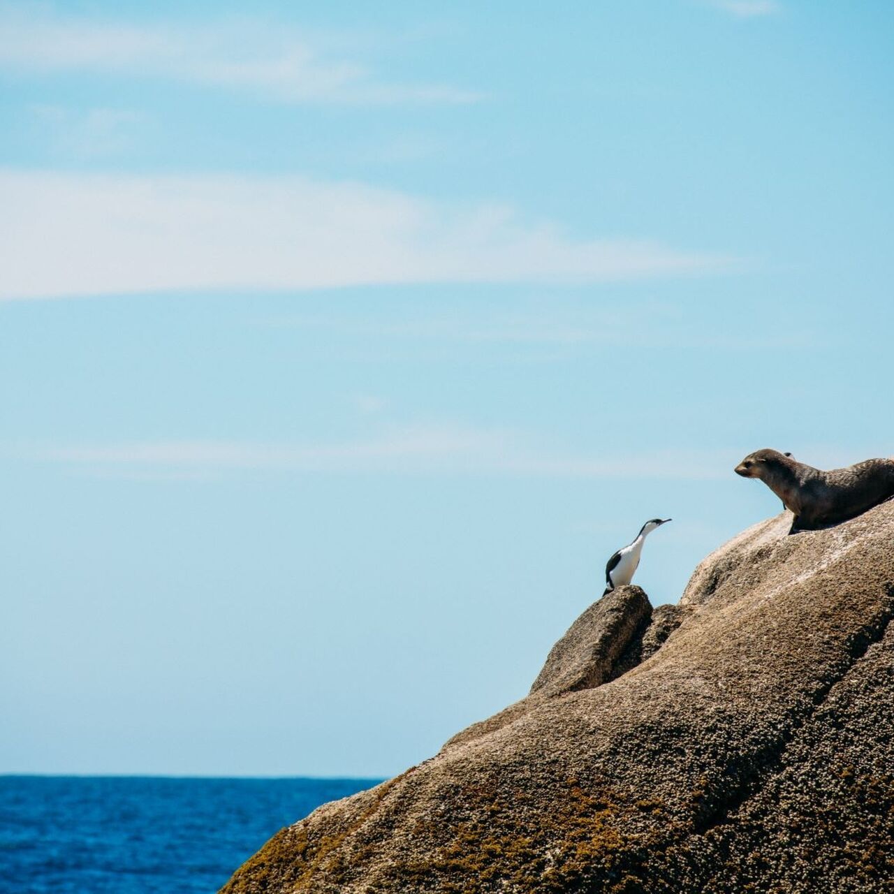 Seals on seal rocks
