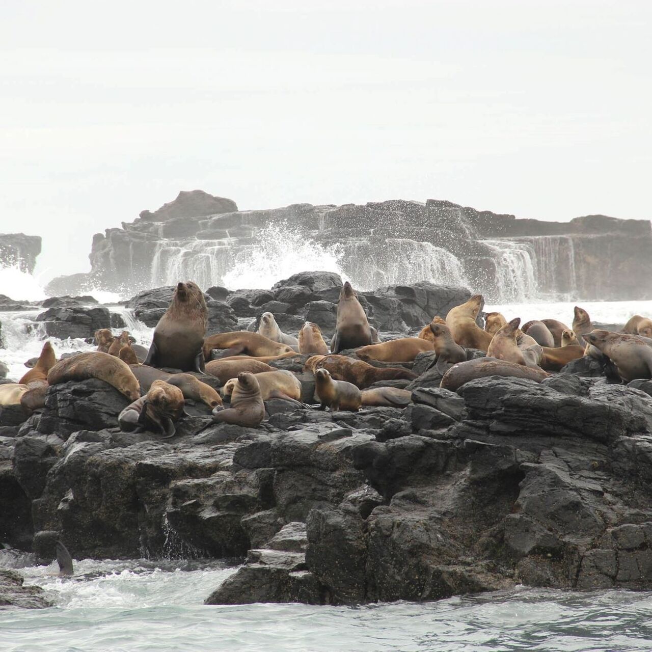 Seal rocks