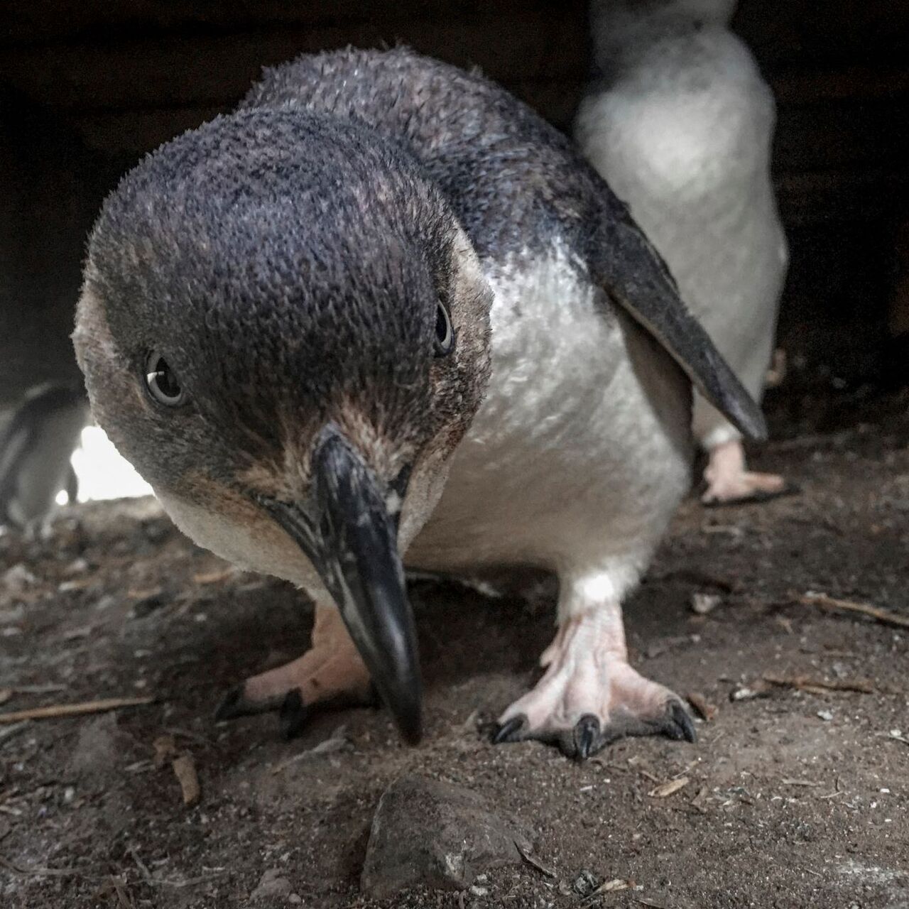 Penguin close up