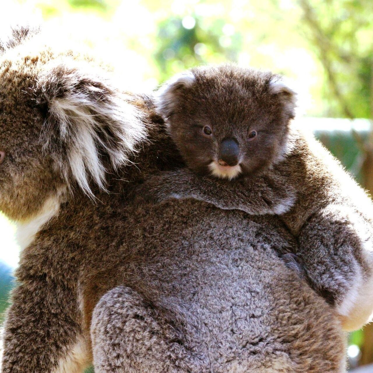 Koala and joey