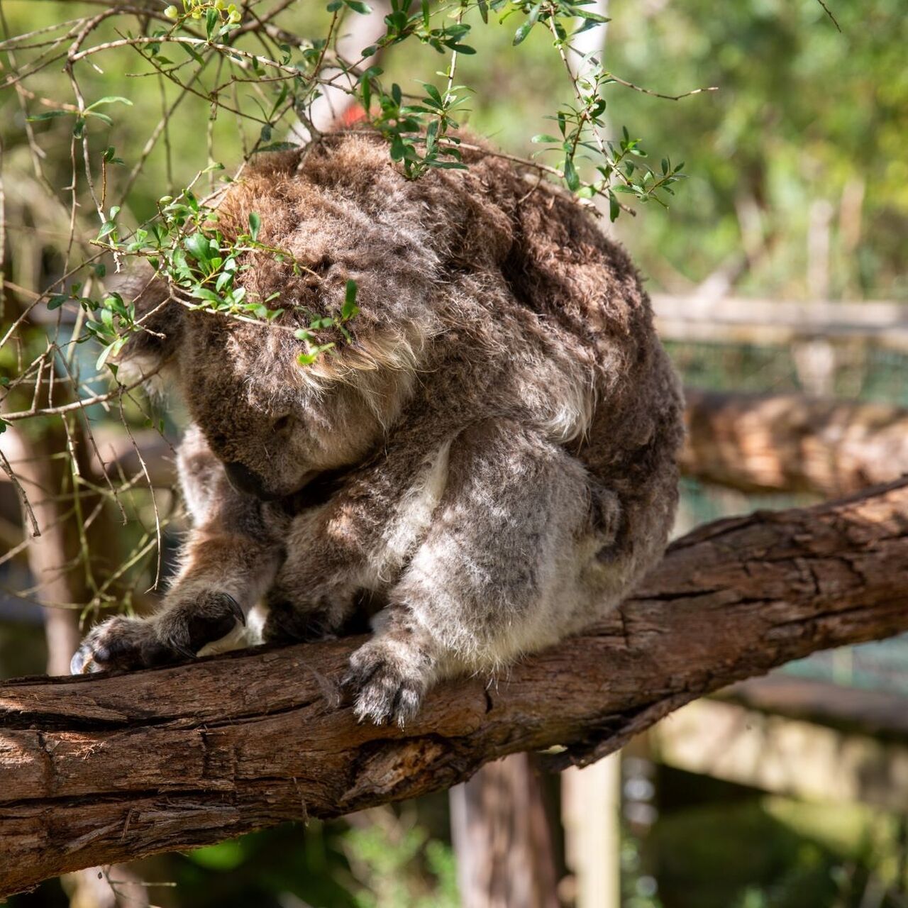 Koala conservation