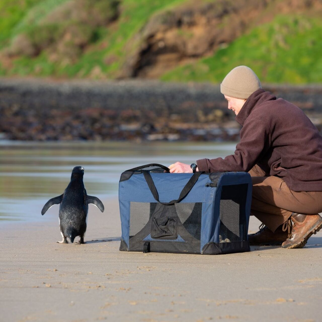 Wildlife clinic penguin release
